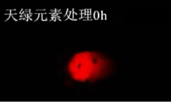 斑馬魚實(shí)驗(yàn)天綠元素處理-0h.png 斑馬魚實(shí)驗(yàn)天綠元素處理-0h.png